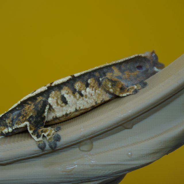 노멀 트라이 화이트핀