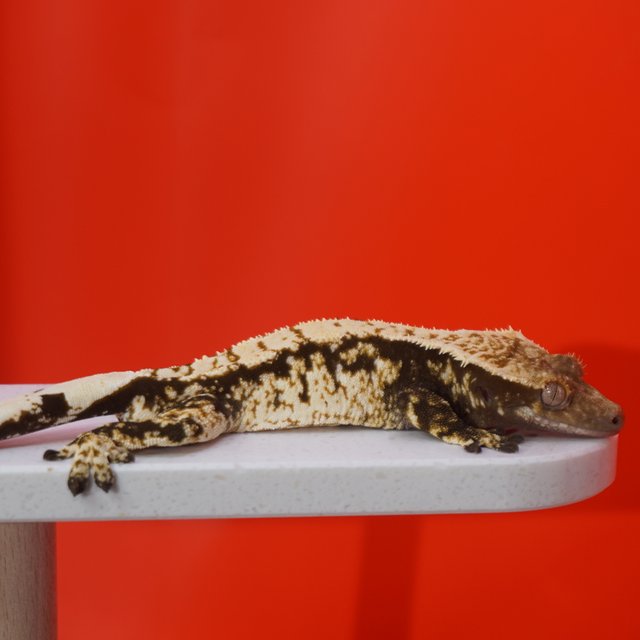 노멀 화이트핀 화이트스팟