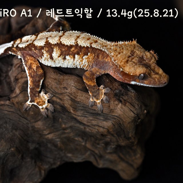 트라이 익스트림할리퀸 레드