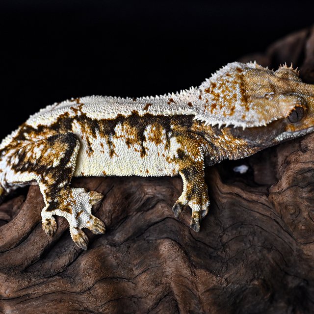 트라이 익스트림할리퀸