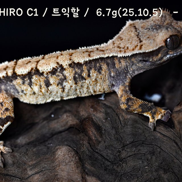 트라이 익스트림할리퀸