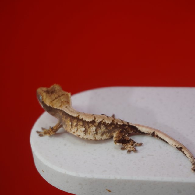 트라이 익스트림할리퀸