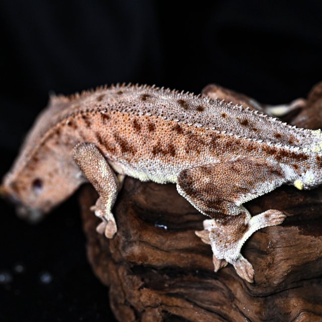 릴리화이트 팬텀 크림