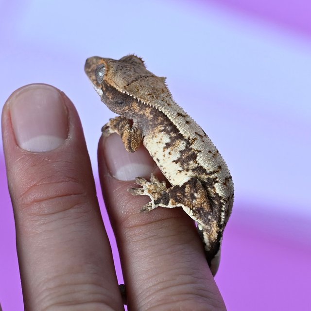 트라이 익스트림할리퀸