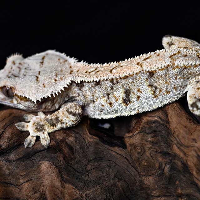 트라이 익스트림할리퀸 화이트핀