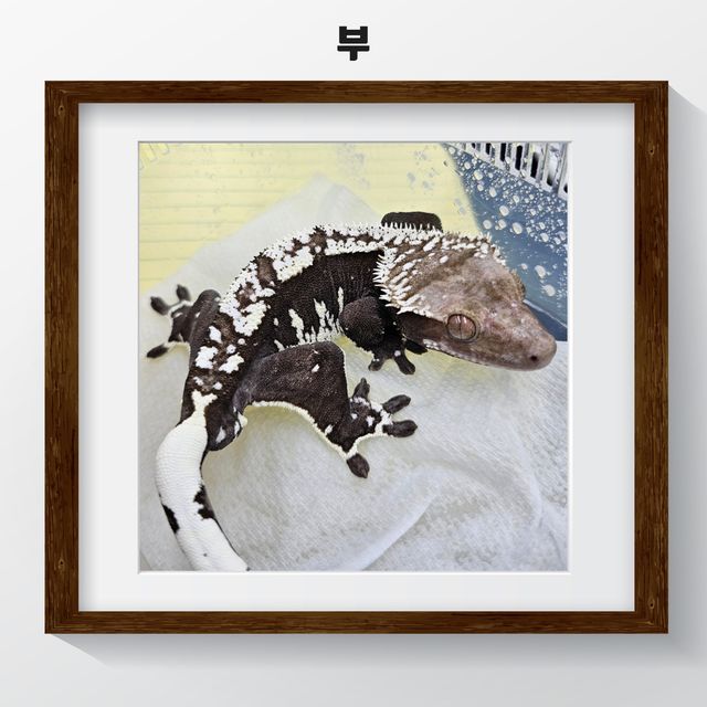아잔틱