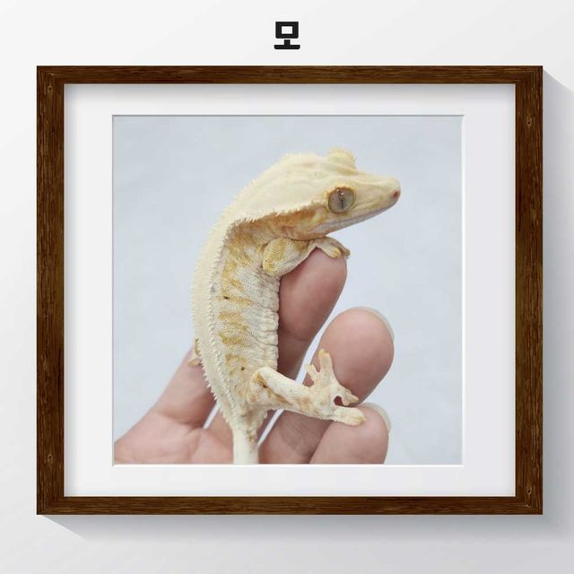 100%헷아잔틱