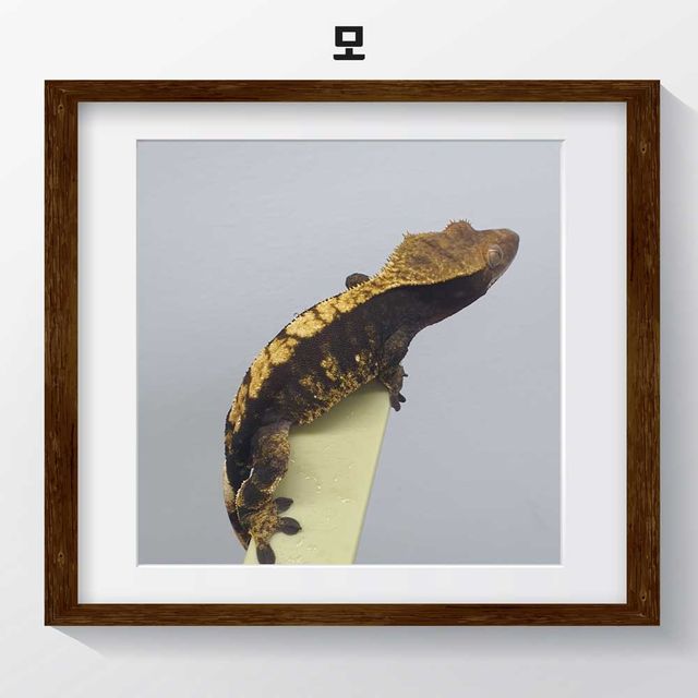 100%헷아잔틱