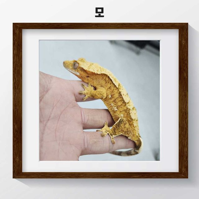 100%헷아잔틱