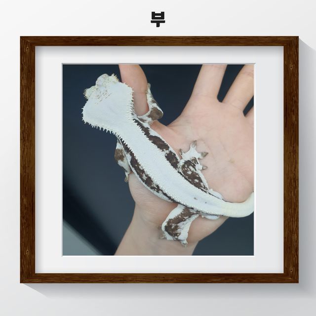 릴잔틱