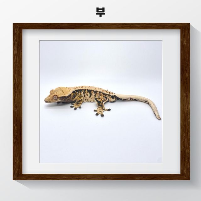 트라이 익스트림할리퀸