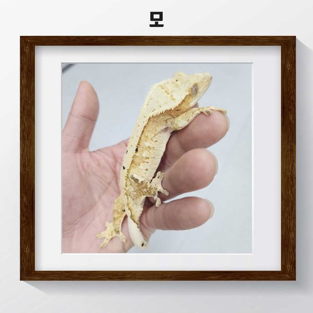 100%헷아잔틱