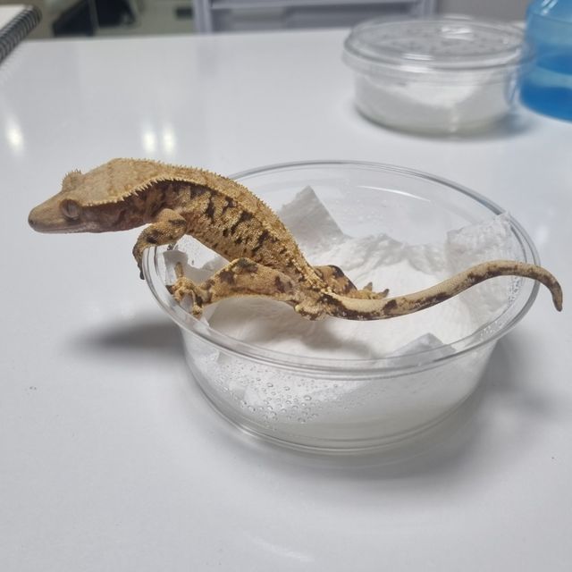 노멀 트라이