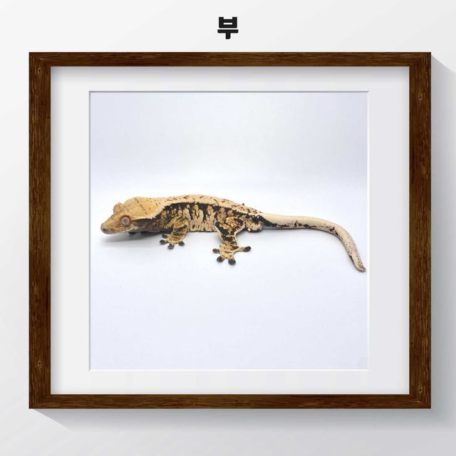 트라이 익스트림할리퀸