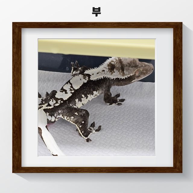 아잔틱
