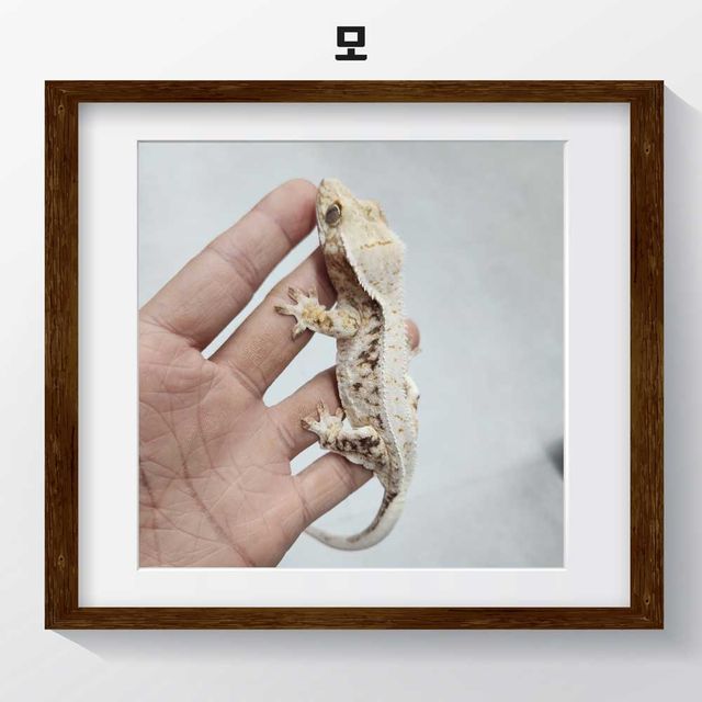 100%헷아잔틱