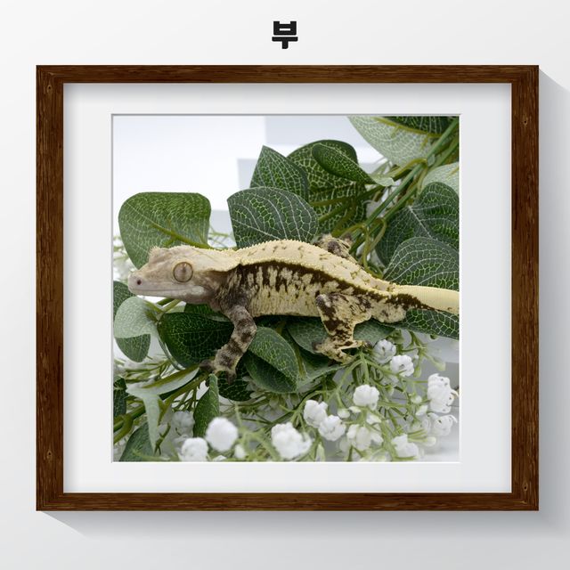 트라이 익스트림할리퀸