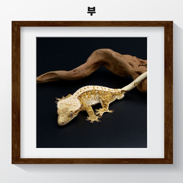 트라이 익스트림할리퀸