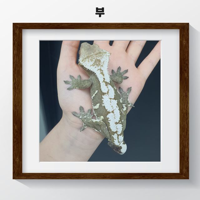 아잔틱