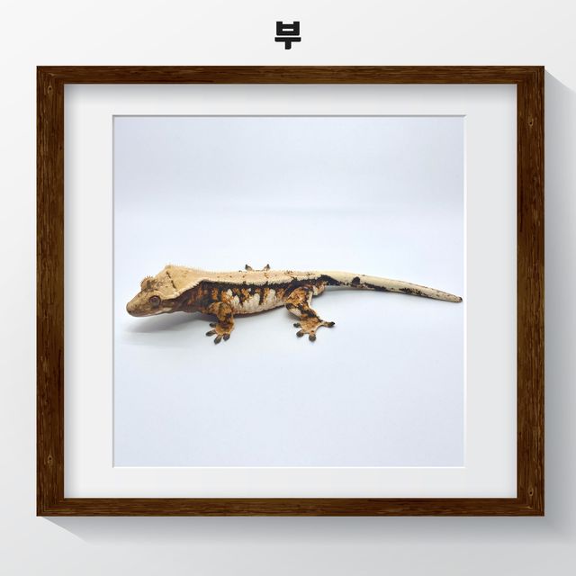 트라이 익스트림할리퀸