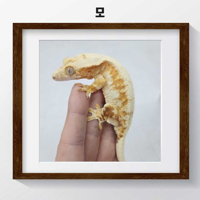 100%헷아잔틱