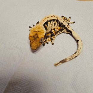 트라이 익스트림할리퀸 텐저린