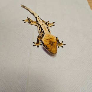 트라이 익스트림할리퀸 할리퀸 텐저린