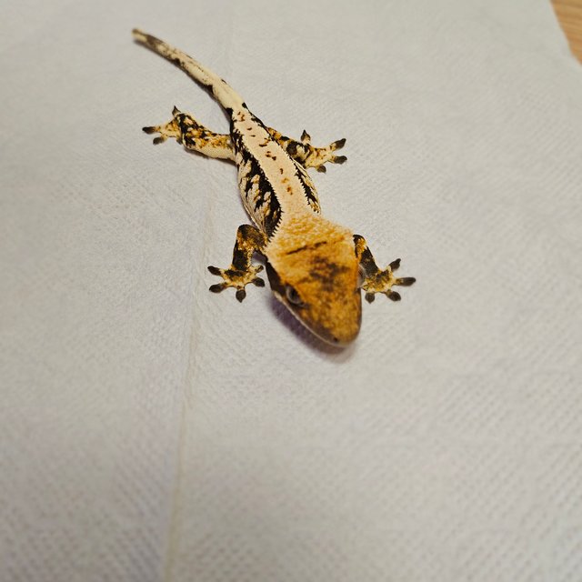 트라이 익스트림할리퀸 텐저린