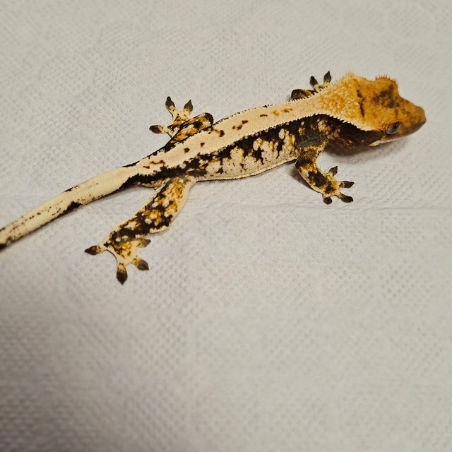 트라이 익스트림할리퀸 텐저린