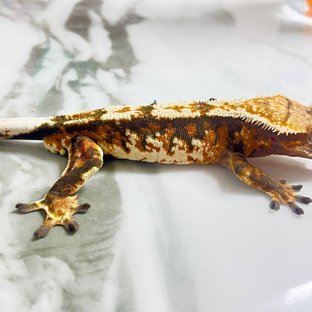 트라이 텐저린 화이트스팟