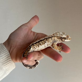 트라이 화이트스팟 화이트