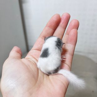 오레오 하이 화이트