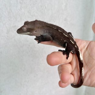 아잔틱