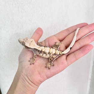 트라이 화이트스팟 옐로우