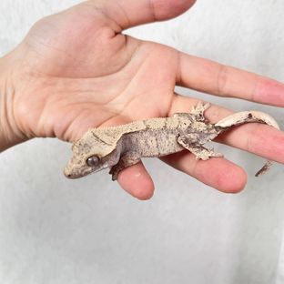 100%헷아잔틱 레드 트라이