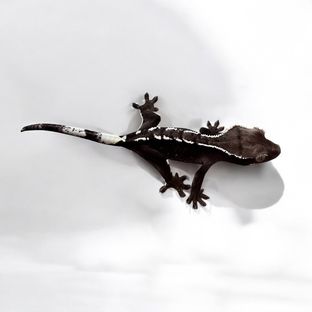 아잔틱