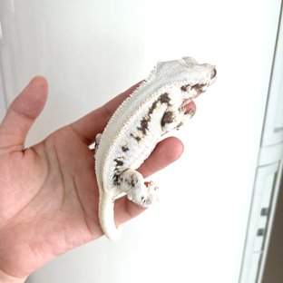 토치touchi