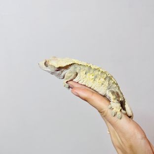 노멀 익스트림할리퀸 트라이
