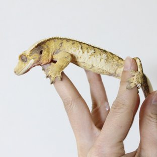 트라이 익스트림할리퀸 텐저린 화이트스팟