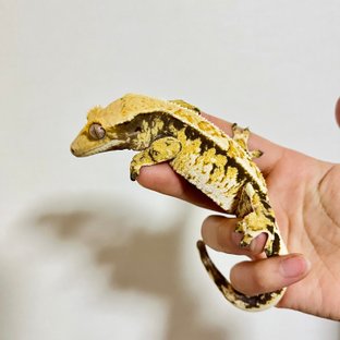 트라이 옐로우 화이트 익스트림할리퀸