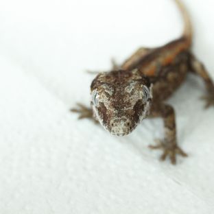 오렌지 스트라이프