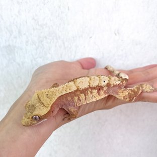 100%헷아잔틱 익스트림할리퀸 레드