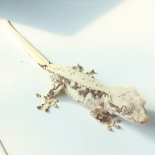 아잔틱x릴리