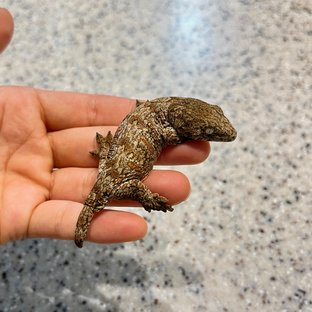 누아미 누아나 노멀