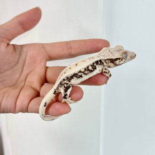 릴리화이트 화이트