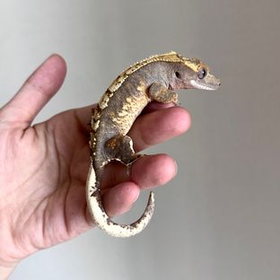 Het ax