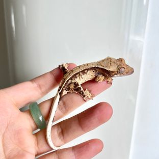 쿼드 크림