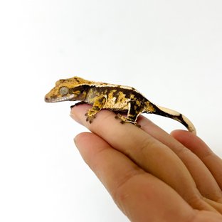 트라이 화이트스팟