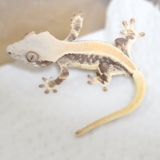 릴리화이트 솔리드백