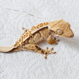 트라이 익스트림할리퀸 텐저린 화이트스팟